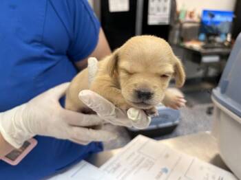WILLOW -  Terrier Dog for Adoption in Thousand Palms, California - WILLOW | PetCurious