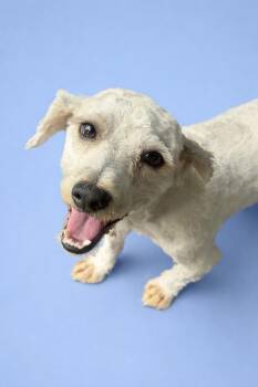Maltese Dogs Available for Adoption in Coachella, California - Walter | PetCurious
