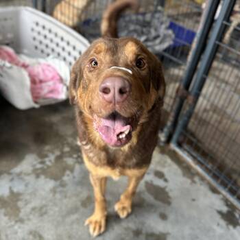 Labrador Retriever and Shepherd Dogs Available for Adoption - Kingston | PetCurious