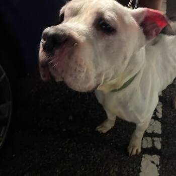 Philly -  Mixed Breed Dog for Adoption in Philadelphia, Pennsylvania - Philly | PetCurious