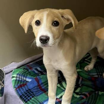 Labrador Retriever Dogs Available for Adoption in Las Vegas, Nevada - Tipperary 53644 | PetCurious