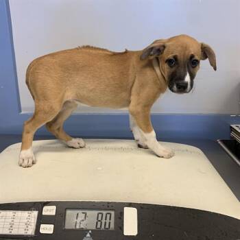 A1410390 -  Rhodesian Ridgeback and Mixed Breed Dog for Adoption in San Jose, California - A1410390 | PetCurious
