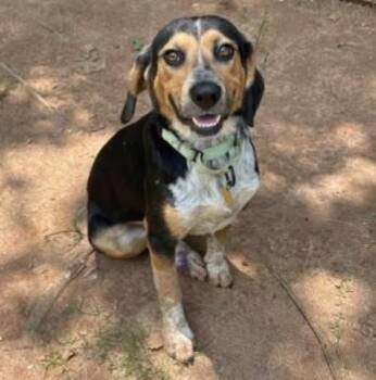 Meatloaf -  Mixed Breed Dog for Adoption in Watertown, Wisconsin - Meatloaf | PetCurious