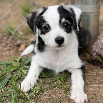 Miniature Poodle and Terrier Dogs Available for Adoption in Greensboro, North Carolina - Nova | PetCurious