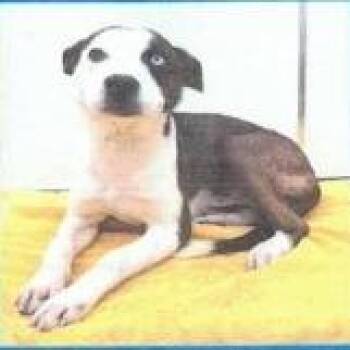 Collie and Mixed Breed Dogs Available for Adoption in Buellton, California - Charli | PetCurious