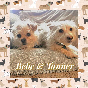 Rescue Terrier Dogs for Adoption in Littleton, Colorado - Bebe | PetCurious