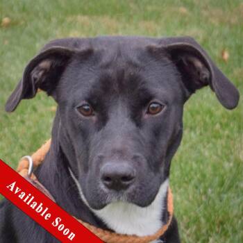 Rescue Black Labrador Retriever and Boxer Dogs for Adoption in Huntley, Illinois - Mercedes | PetCurious