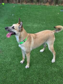 Reba -  Husky and Shepherd Dog for Adoption in Highland Village, Texas - Reba | PetCurious