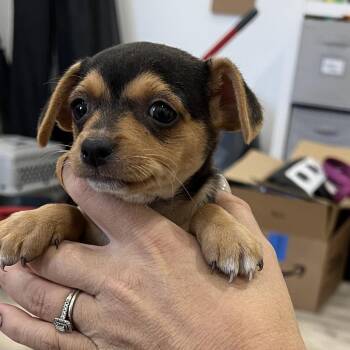 Bonnie -  Chihuahua and Mixed Breed Dog for Adoption in Sacramento, California - Bonnie | PetCurious