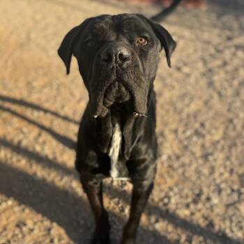 Buoy -  Cane Corso Dog for Adoption in Las Vegas, Nevada - Buoy | PetCurious