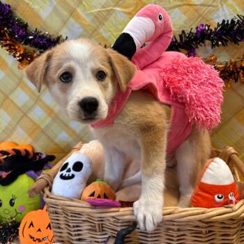 Tiana -  Border Collie and Mixed Breed Dog for Adoption in Goleta, California - Tiana | PetCurious