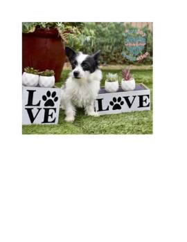 Rescue Terrier Dogs for Adoption in Inglewood, California - Pea Family | PetCurious