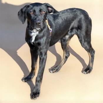 Labrador Retriever and Great Dane Dogs Available for Adoption in St. Louis, Missouri - DUKE | PetCurious