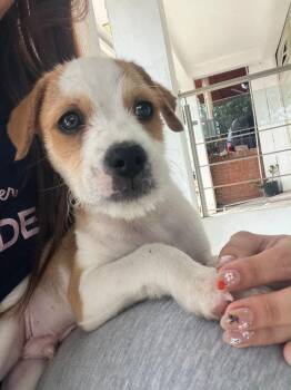 Pippino -  Terrier and Chihuahua Dog for Adoption in San Diego, California - Pippino | PetCurious