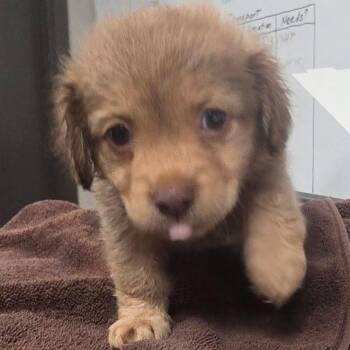 Tucker -  Mixed Breed Dog for Adoption in Yuma, Arizona - Tucker | PetCurious