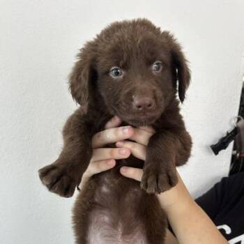 Ewok puppy 2 -  Golden Retriever and Border Collie Dog for Adoption in San Juan, San Juan - Ewok Puppy 2 | PetCurious