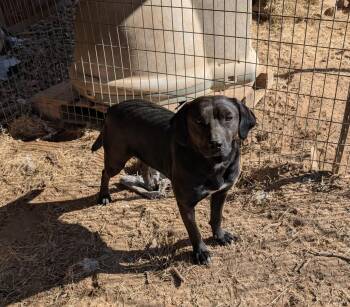 EDGE -  Black Labrador Retriever Dog for Adoption in Chicopee, Massachusetts - EDGE | PetCurious