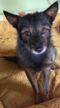 Miss Frizzle -  Yorkshire Terrier and Terrier Dog for Adoption in Alexandria, Kentucky - Miss Frizzle | PetCurious