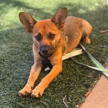 Kyra -  Terrier and Shepherd Dog for Adoption in San Diego, California - Kyra | PetCurious