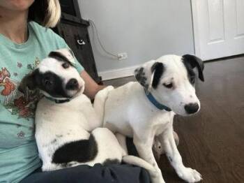 Kristoff -  Mixed Breed Dog for Adoption in Hobart, Indiana - Kristoff | PetCurious