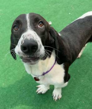 Mycroft -  Basset Hound Dog for Adoption in Warren, Michigan - Mycroft | PetCurious