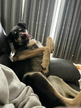 Tank - Courtesy Listing see info -  Husky Dog for Adoption in Polson, Montana - Tank - Courtesy Listing See Info | PetCurious