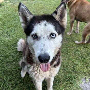 Rescue Husky Dogs for Adoption in Pittsburgh, Pennsylvania - Forte | PetCurious