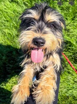 Miniature Schnauzer and Yorkshire Terrier Dogs Available for Adoption in Maryville, Missouri - Pickle | PetCurious