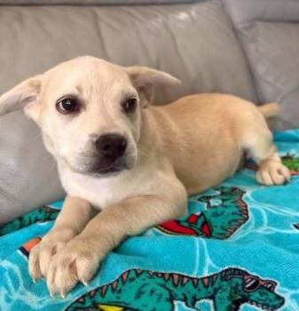 Tilly -  French Bulldog Dog for Adoption in Denver, Colorado - Tilly | PetCurious