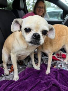 Flower and Thumper -  Pug and Chihuahua Dog for Adoption in Friendship, New York - Flower And Thumper | PetCurious