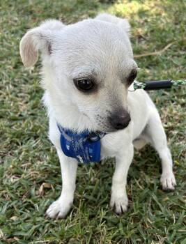 Chihuahua Dogs Available for Adoption in Bell Gardens, California - CANDY | PetCurious