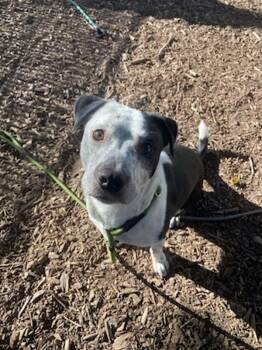 Rescue Pit Bull Terrier and Australian Cattle Dog Blue Heeler Dogs for Adoption - Osito | PetCurious