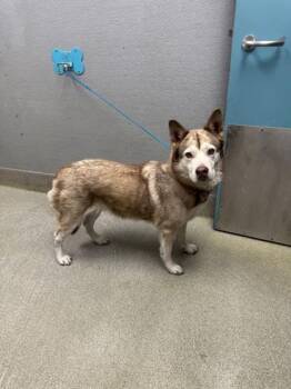Siberian Husky Dogs Available for Adoption in Las Vegas, Nevada - DOLLY | PetCurious