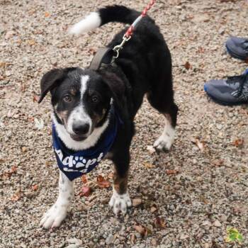 Rescue Australian Shepherd Dogs for Adoption in Hollister, Missouri - Squiggy | PetCurious