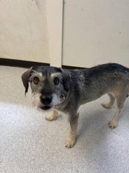 Gem -  Standard Schnauzer Dog for Adoption in Roseburg, Oregon - Gem | PetCurious