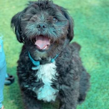 Biscuit -  Shih Tzu Dog for Adoption in Saint Charles, Missouri - Biscuit | PetCurious