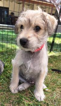 Buster -  Terrier Dog for Adoption in Corona, California - Buster | PetCurious
