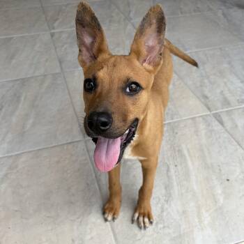 Ruby, Trash to Treasure -  German Pinscher Dog for Adoption in Harlingen, Texas - Ruby, Trash To Treasure | PetCurious