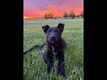 Mousse -  Shepherd Dog for Adoption in Sioux City, Iowa - Mousse | PetCurious
