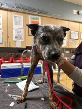 APPLEPYE -  Australian Cattle Dog Blue Heeler Dog for Adoption in Riverside, California - APPLEPYE | PetCurious