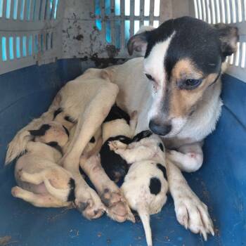 2faced 0346 -  Jack Russell Terrier and Mixed Breed Dog for Adoption in Loxahatchee Groves, Florida - 2faced 0346 | PetCurious