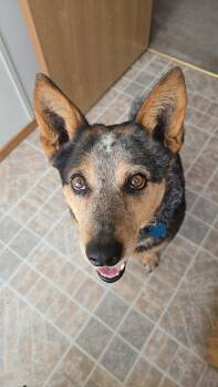 Rescue Australian Cattle Dog Blue Heeler Dogs for Adoption in Sheridan, Wyoming - Kymber | PetCurious