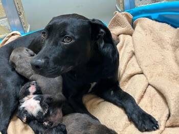 Pit Bull Terrier and Mixed Breed Dogs Available for Adoption - FLORA | PetCurious