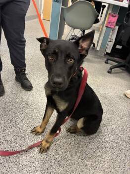 AMY -  Mixed Breed Dog for Adoption in Palmetto, Florida - AMY | PetCurious