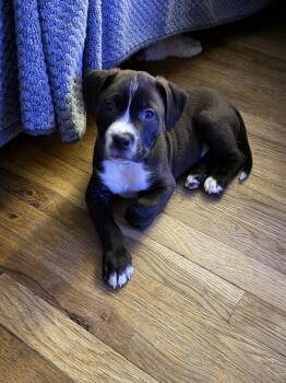 Harper Lee -  Boxer and Labrador Retriever Dog for Adoption in Plymouth, Michigan - Harper Lee | PetCurious