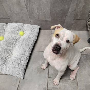 Rescue Labrador Retriever Dogs for Adoption in Saint George, Vermont - Yolie | PetCurious