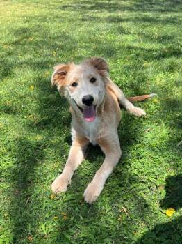 LOLY -  Terrier and Mixed Breed Dog Available for Adoption in Blythe, California - LOLY | PetCurious