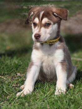 Husky Dogs Available for Adoption - Wilbur | PetCurious