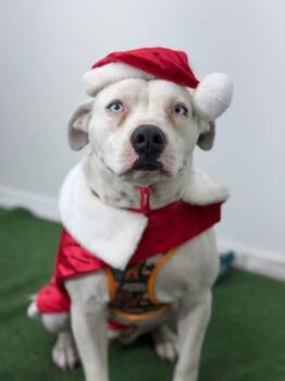 Pit Bull Terrier and American Bulldog Dogs Available for Adoption - Guera | PetCurious