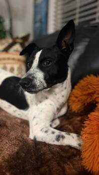 Terrier and Australian Cattle Dog Blue Heeler Dogs Available for Adoption in The Woodlands, Texas - Marley | PetCurious